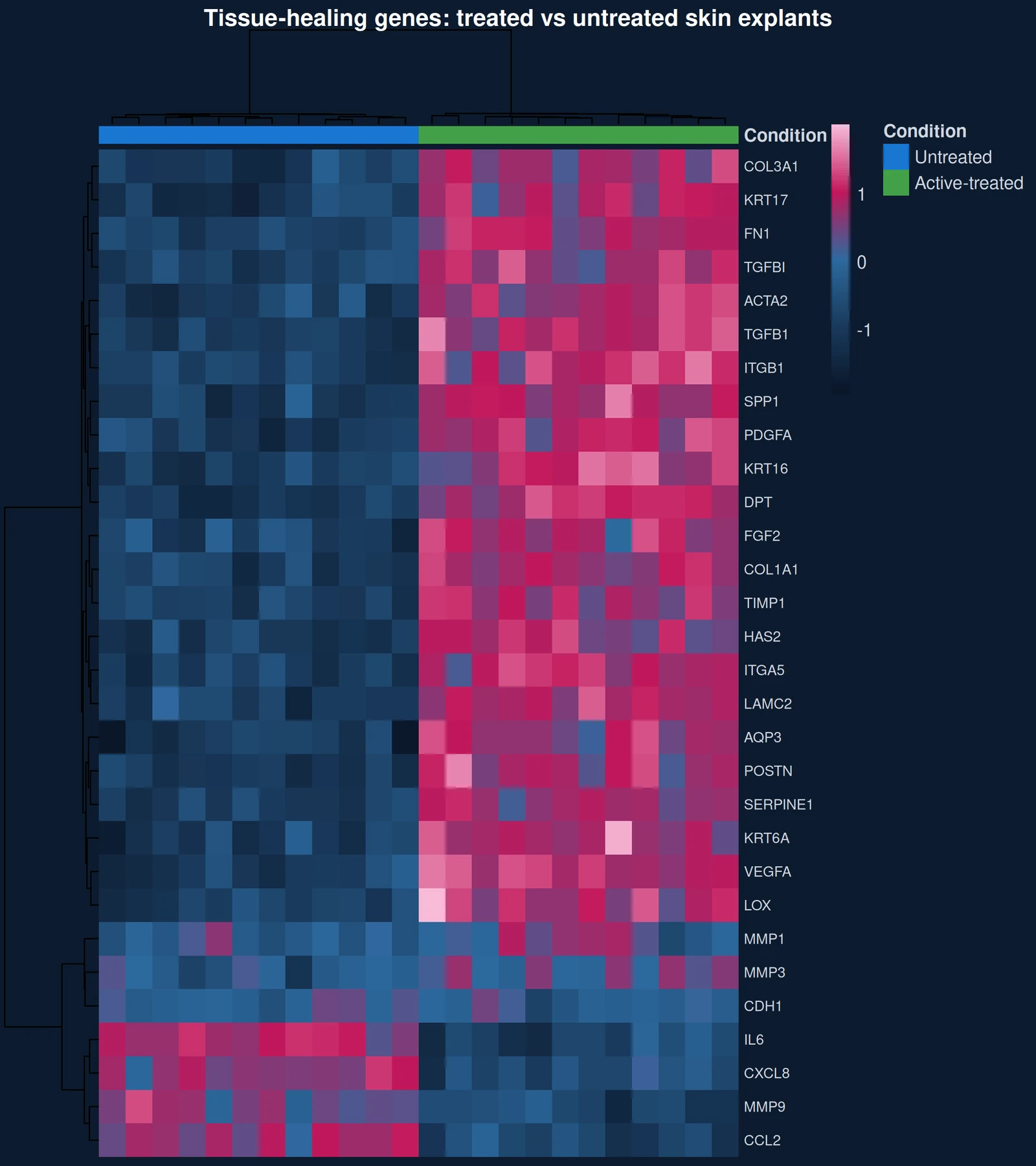 Heatmap of 30 tissue-repair genes across treated and untreated explants, simulated data